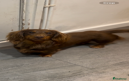Miniature Dachshund dogs for stud: Chocolate and tan long haired stud in Bromsgrove - Image 6