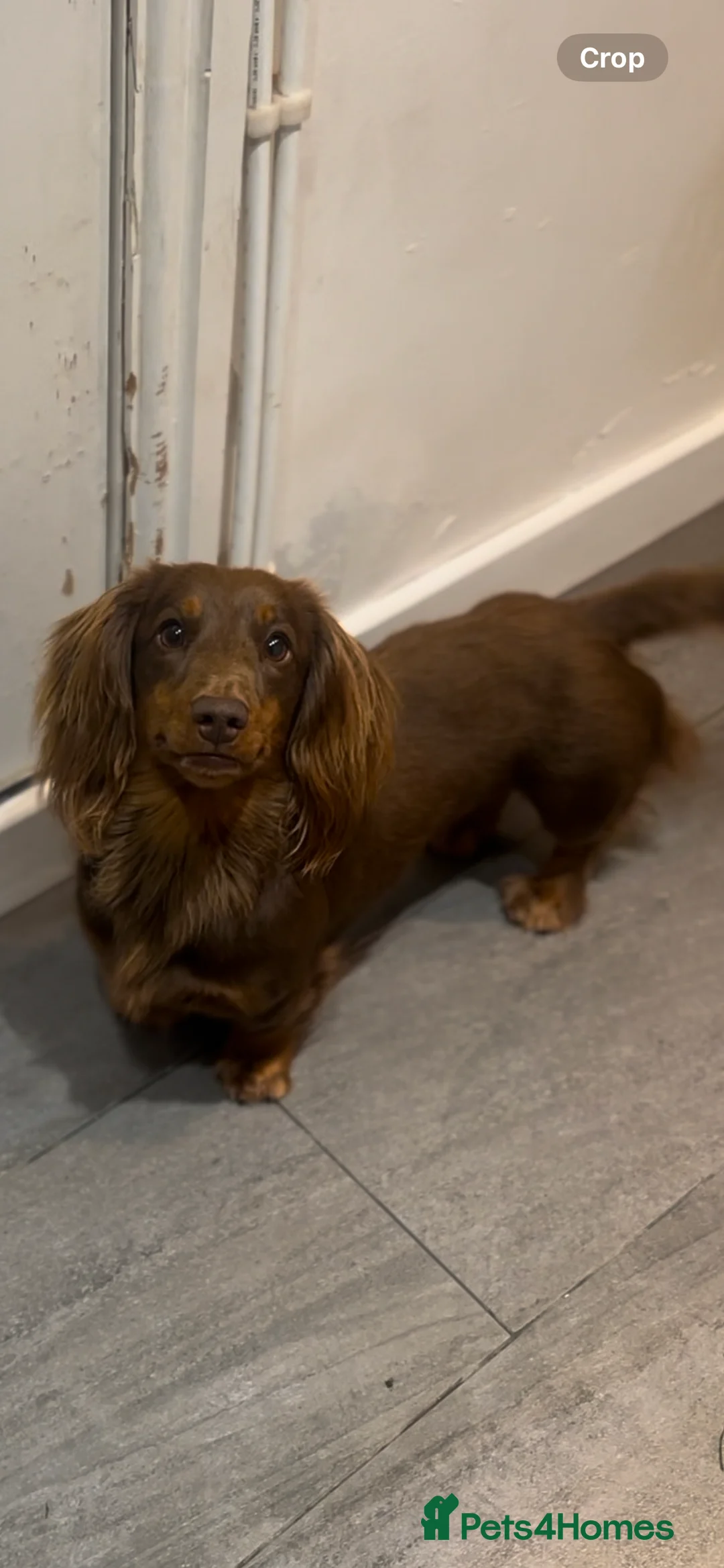 Miniature Dachshund dogs for stud: Chocolate and tan long haired stud in Bromsgrove - Advert 6