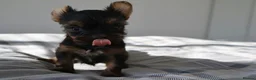 Yorkshire Terrier dogs for sale: Adorable Yorkshire Terrier Puppies 5 11.11.2026 - Advert 27