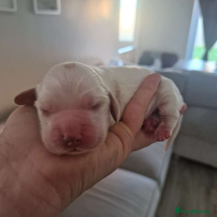 Cocker Spaniel dogs Stunning KC cocker spaniel puppies ❤️ - Advert 2