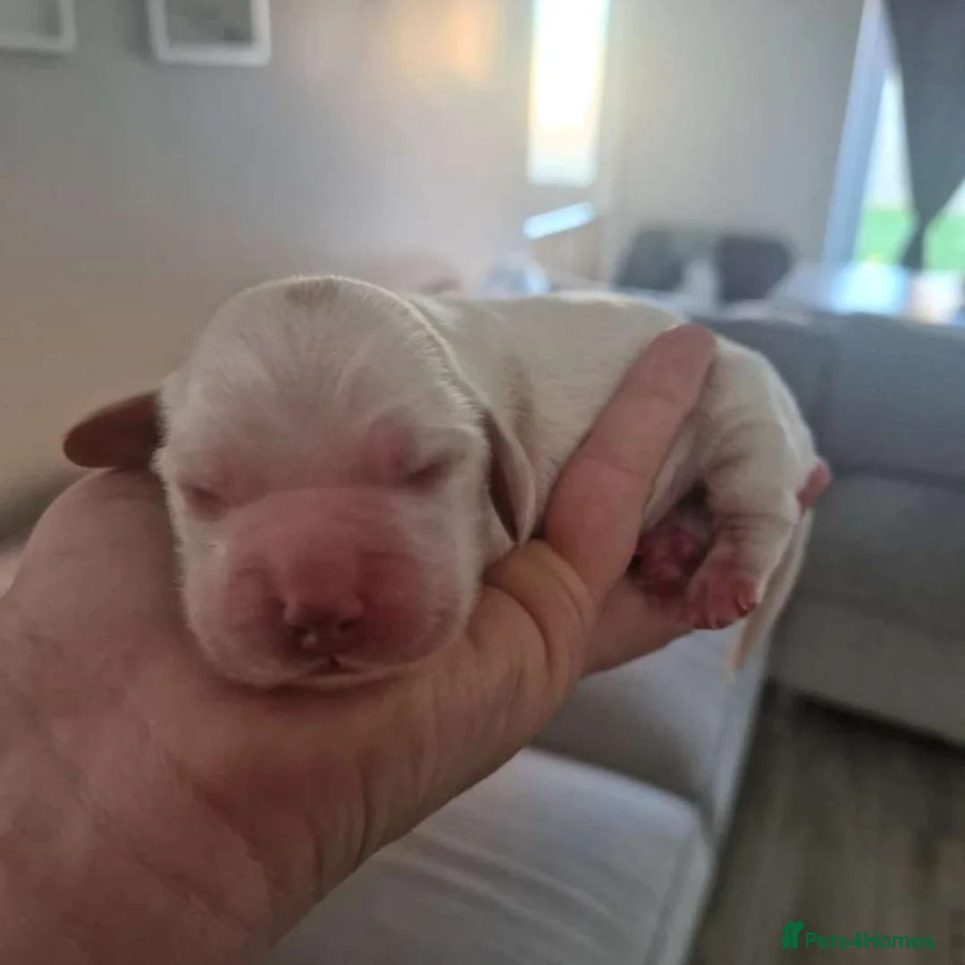 Cocker Spaniel dogs for sale: Stunning KC cocker spaniel puppies ❤️ - Advert 2