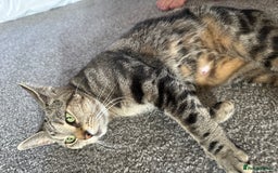 Mixed Breed cats for sale: 4 Sweet Healthy Kittens Ready for Loving New Homes - Advert 1