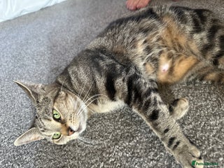 Mixed Breed cats for sale: 4 Sweet Healthy Kittens Ready for Loving New Homes - Advert 1