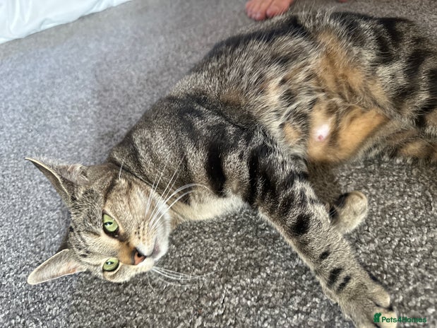 Mixed Breed cats 4 Sweet Healthy Kittens Ready for Loving New Homes - Advert 1