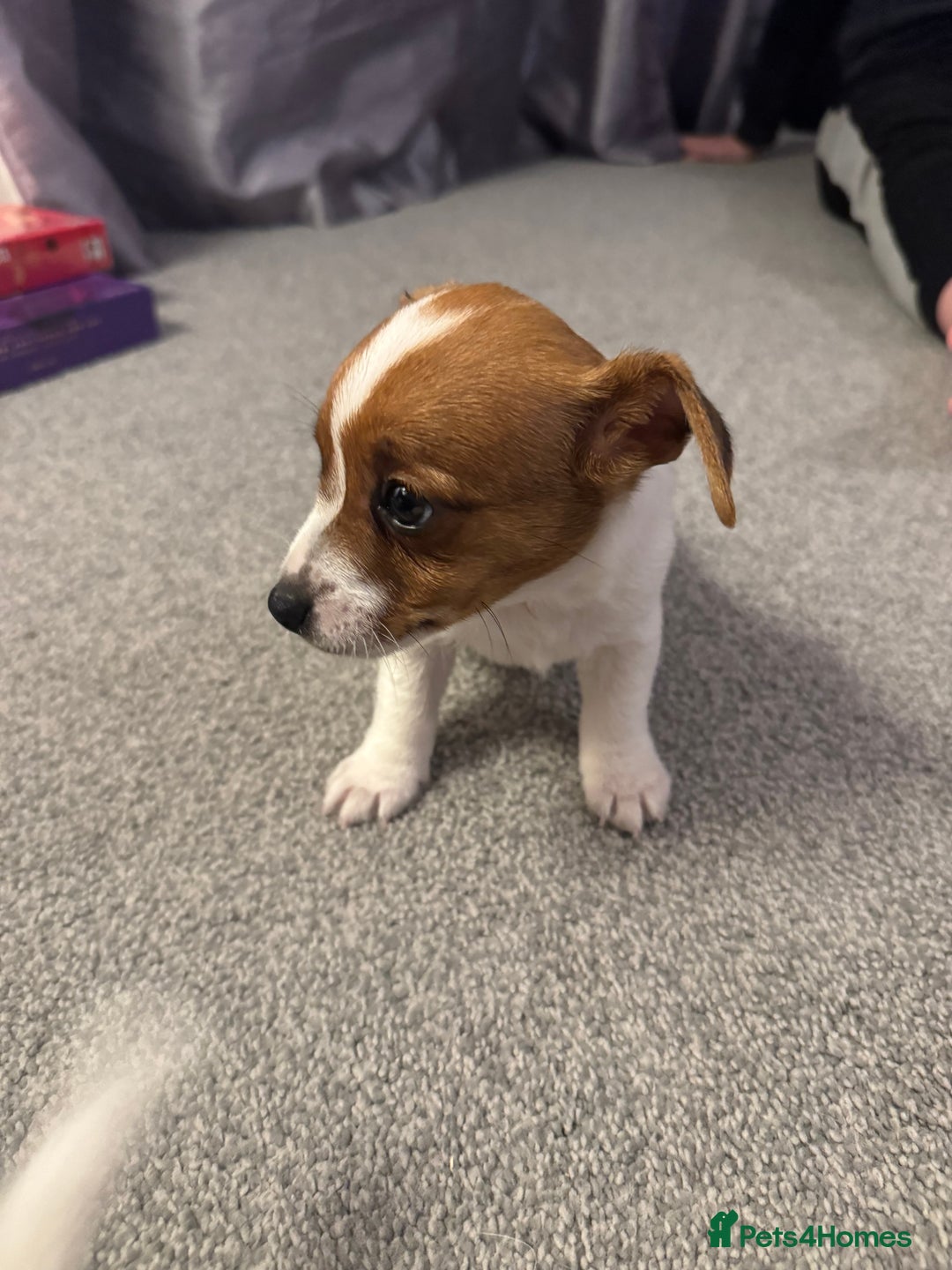 Jack Russell dogs for sale: Gorgeous Jack Russell Puppies For Sale  - Advert 11