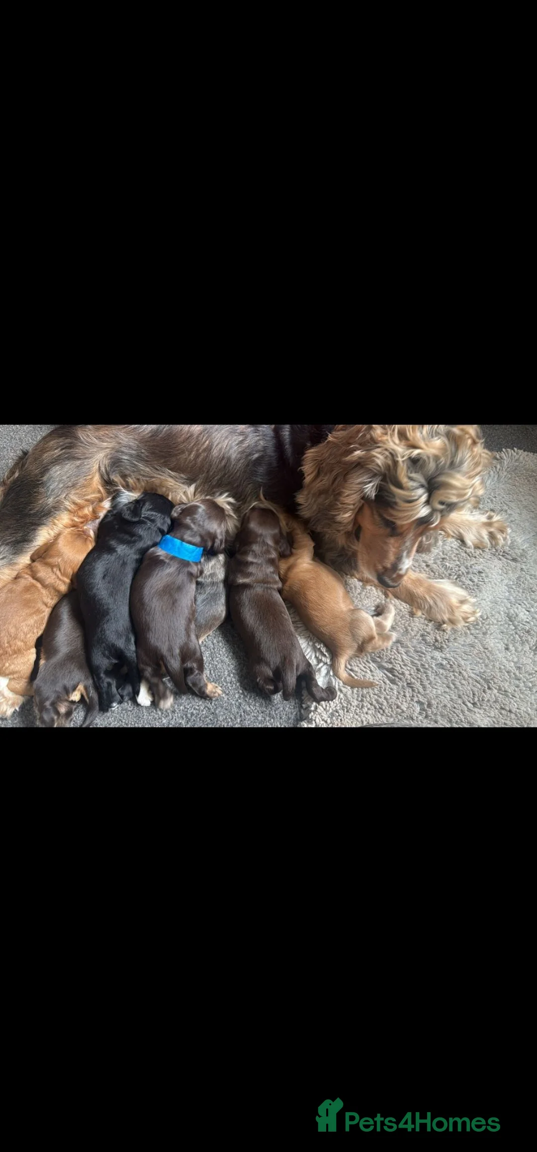 Cocker Spaniel dogs for sale: Beautiful Cocker Spaniels for sale - Advert 2