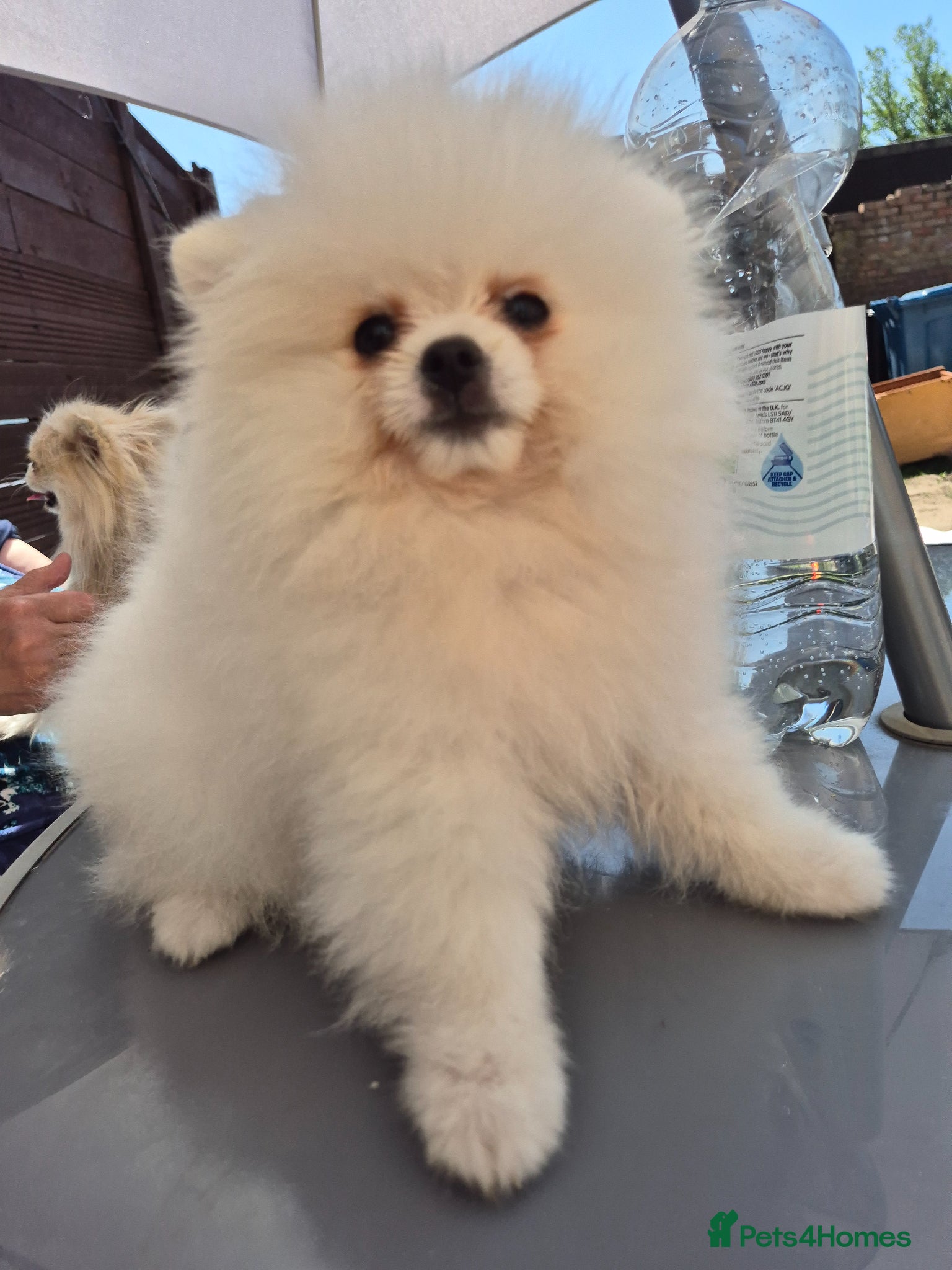 Pomeranian dogs Pomeranian white girl  - Advert 18