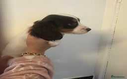 Cocker Spaniel dogs for sale: Cocker spaniel puppies - Advert 4