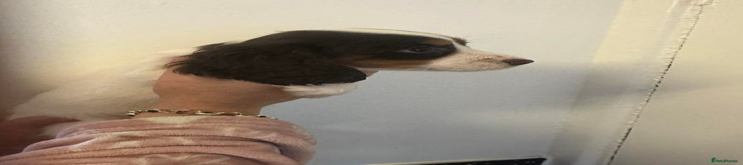 Cocker Spaniel Puppy 3