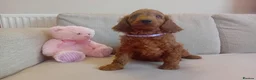 Goldendoodle dogs for sale: Adorable Goldendoodle Puppies - Advert 13