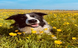 Border Collie dogs for stud: Stunning Entire Collie for Stud - Image 4