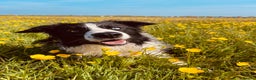 Border Collie dogs for stud: Stunning Entire Collie for Stud - Advert 4