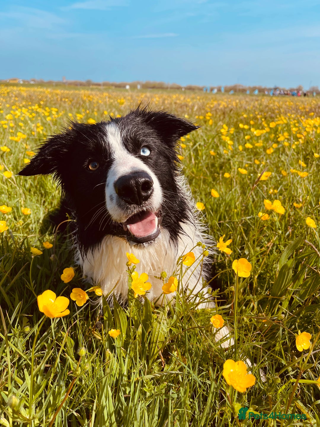 Border Collie dogs for stud: Stunning Entire Collie for Stud - Image 4