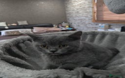 British Shorthair cats for sale: Last Female Gorgeous British Shorthair Kitten - Image 11