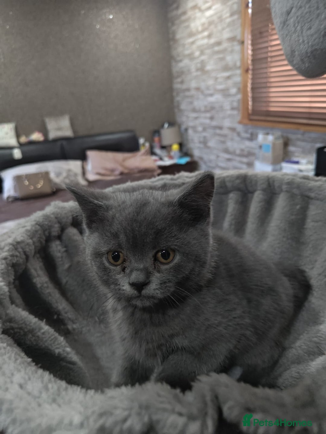British Shorthair cats for sale: Last Female Gorgeous British Shorthair Kitten - Image 11