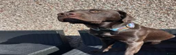 Labrador Retriever dogs for sale: BEAUTIFUL KC CHOCOLATE LABRADOR PUPPIES in Doncaster - Advert 6