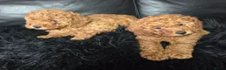 Mixed Breed dogs for sale: Miniature poodles girls in Waltham Cross - Advert 4