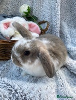 Mini Lop rabbits - Advert 9