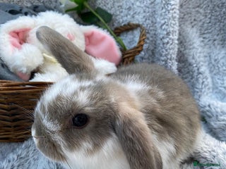 Mini Lop rabbits - Advert 1