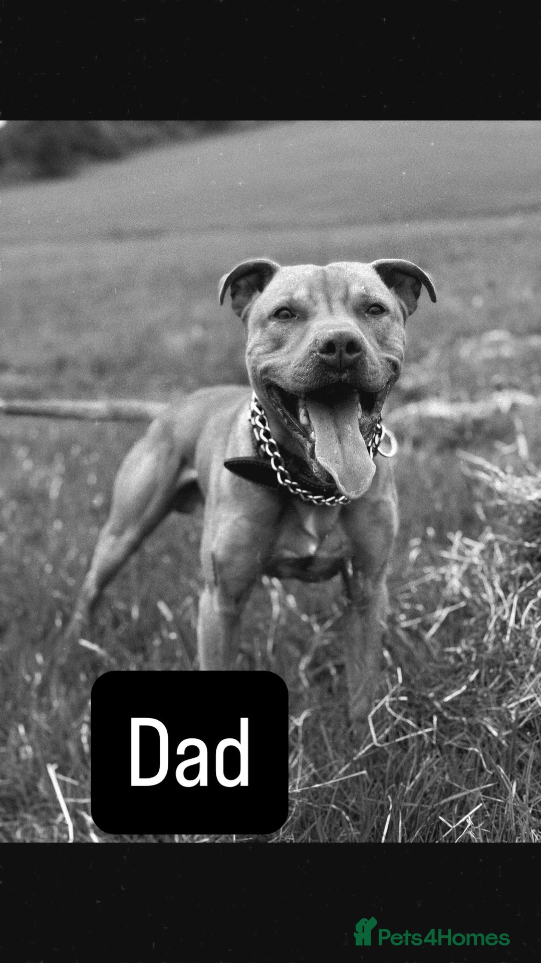 American Bull Staffy dogs for sale: 2 beautiful puppies available - Advert 7