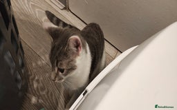 Ragdoll cats for sale: Loving, beautiful half ragdoll, bengal cross girl - Image 4