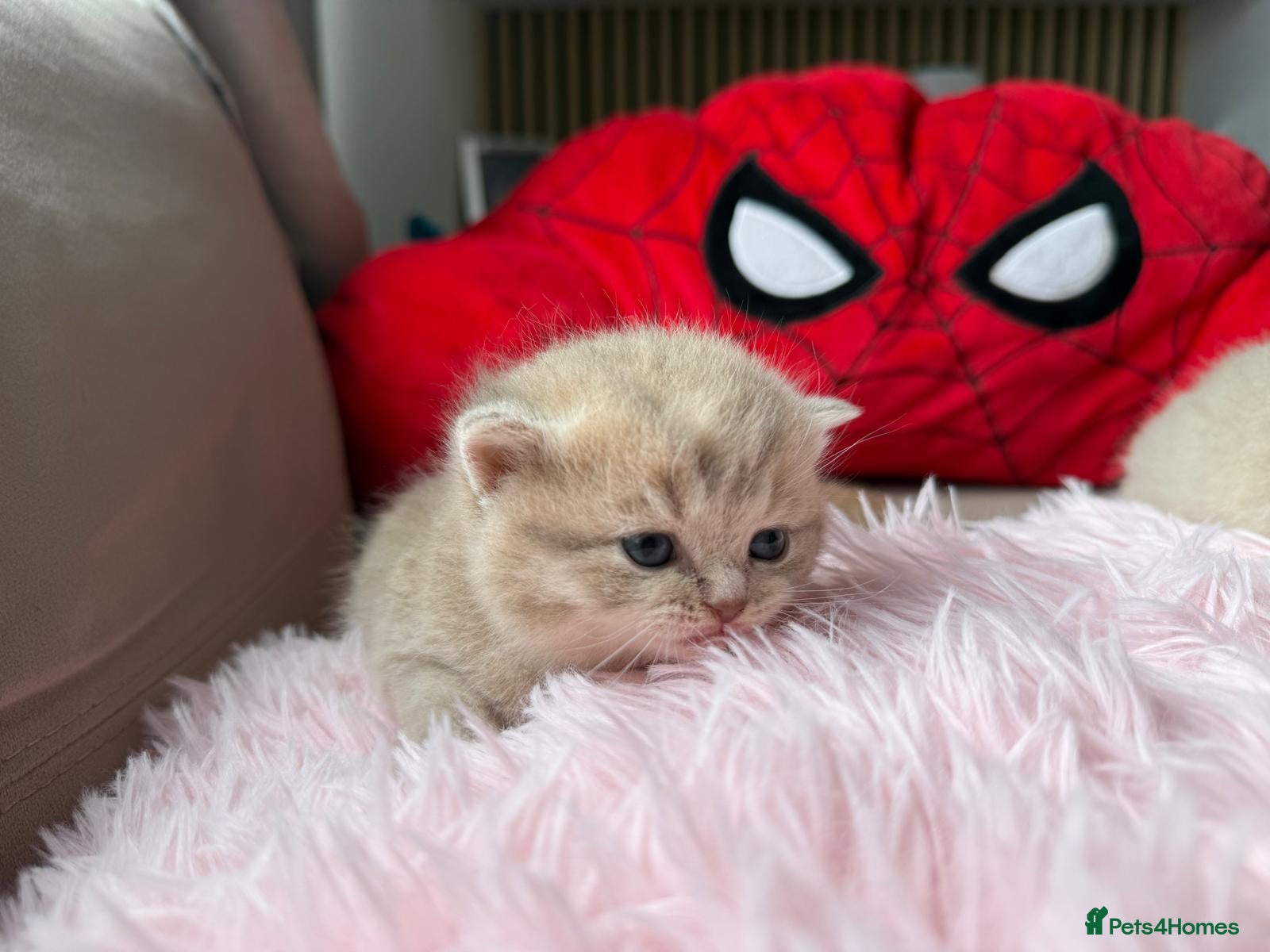 Scottish Fold cats Exceptional litter of Scottish fold/ straight😍😍 - Advert 2