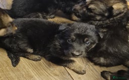 German Shepherd dogs for sale: German Shepherd Puppies For Sale - Image 7