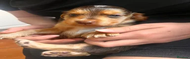 Penelope, Cocker Spaniel 6