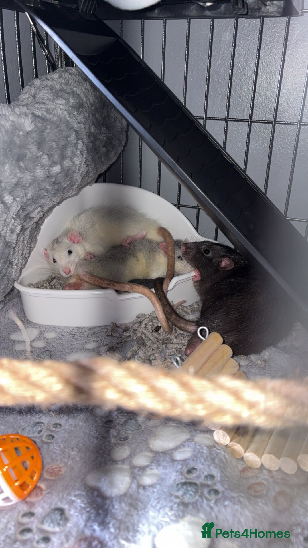 Rat rodents for sale: Young male rats and cage for sale - Advert 6