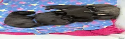 Irish Wolfhound dogs for sale: Stunning Irish Wolfhound Pups  - Advert 9