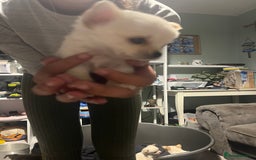 Chihuahua dogs for sale: Long hair chihuahuas  - Image 7