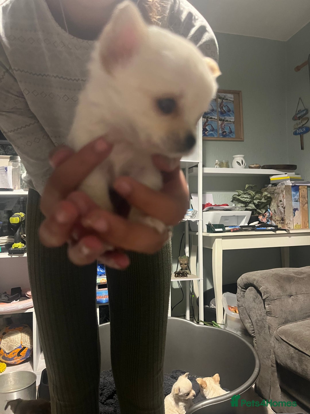 Chihuahua dogs for sale: Long hair chihuahuas  - Image 7