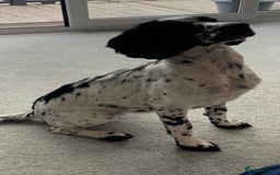 Sprocker dogs for sale: 9 month old sprocker girl  - Image 5