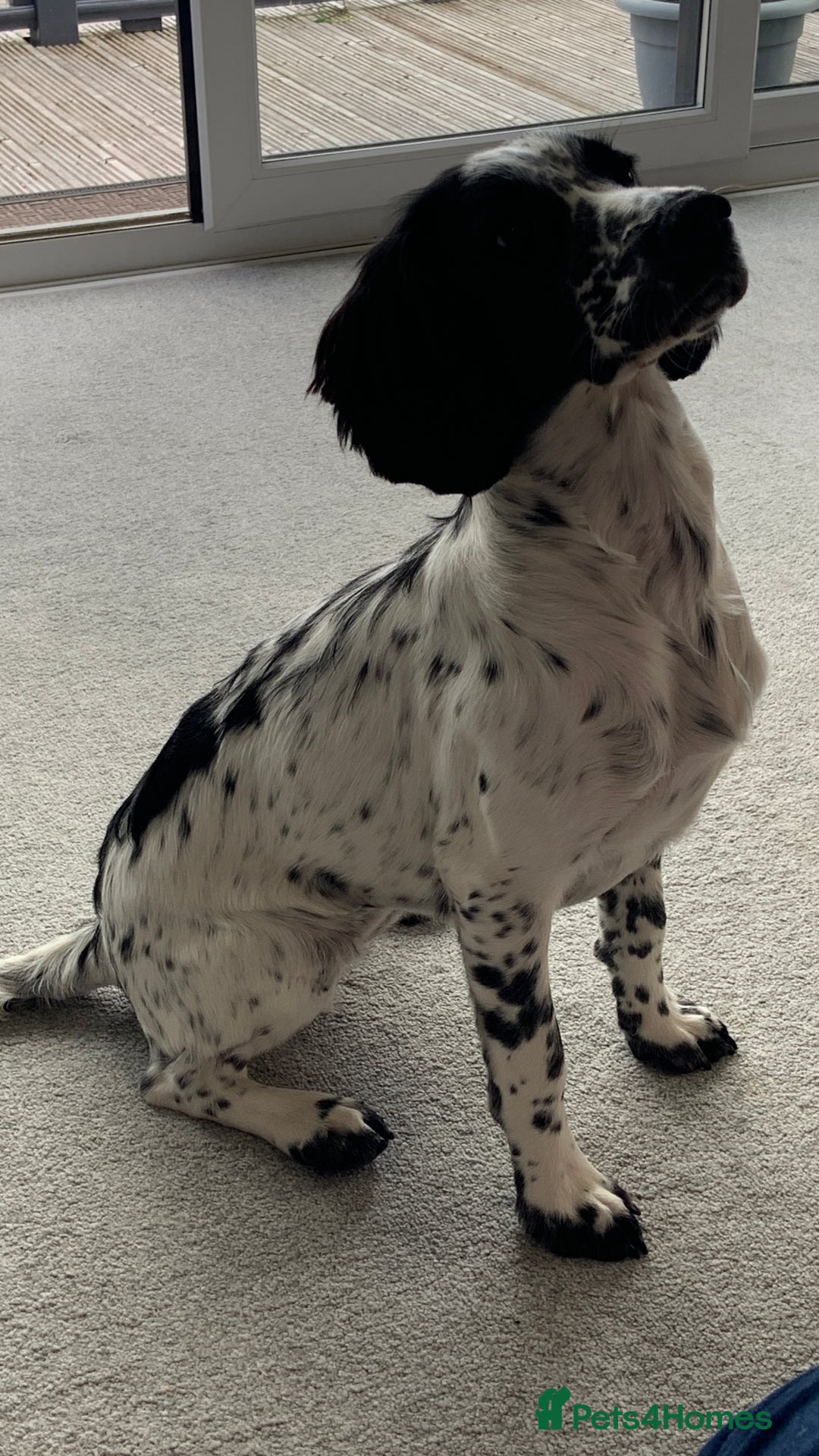 Sprocker dogs for sale: 9 month old sprocker girl  - Image 5