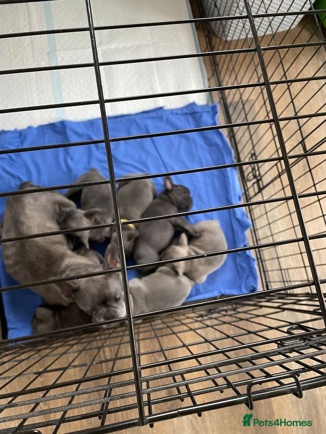 French Bulldog dogs for sale: French bulldog  - Image 19