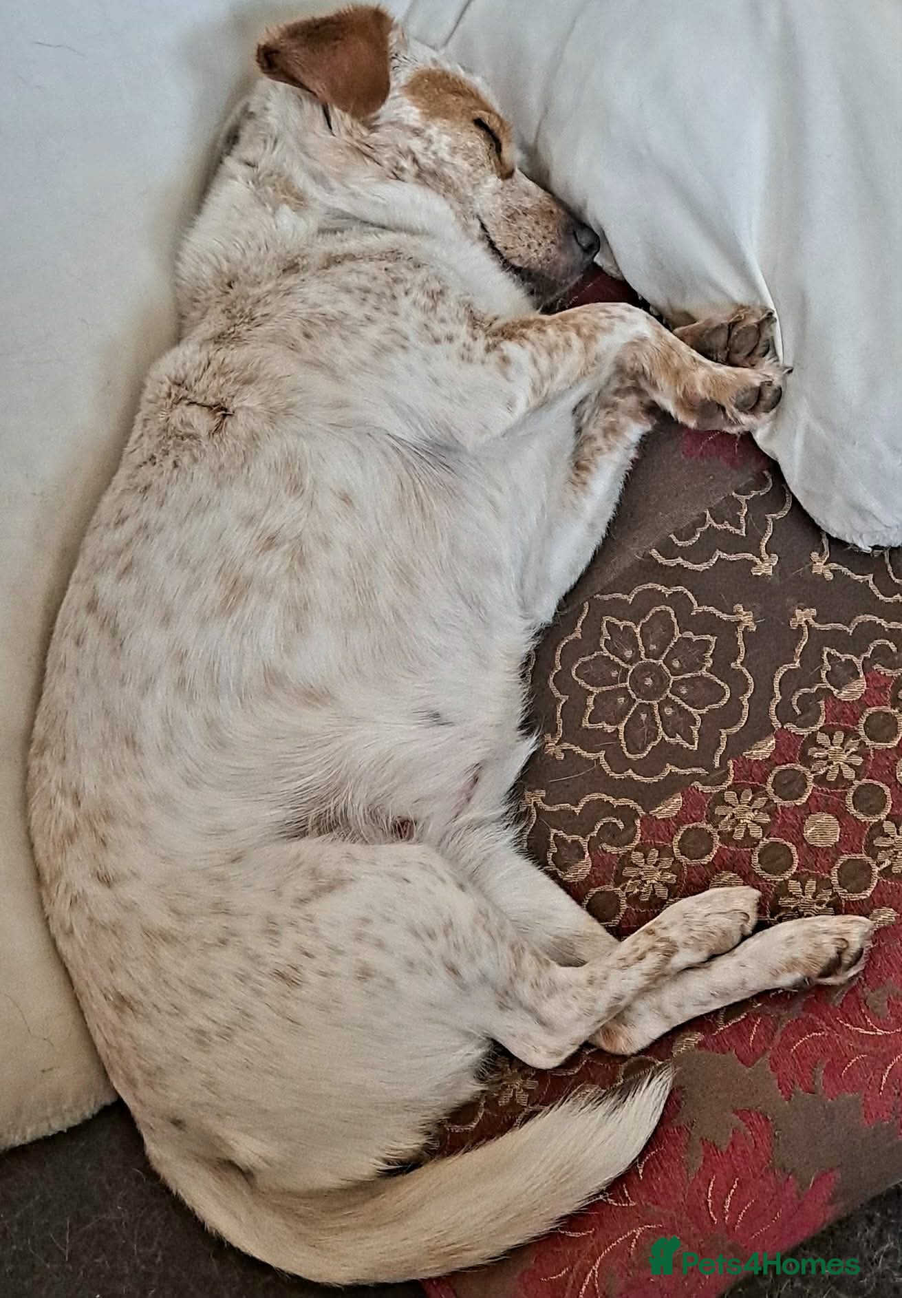 Mixed Breed dogs for adoption: Schnuppi is ready for her forever family! in Atherstone - Advert 10