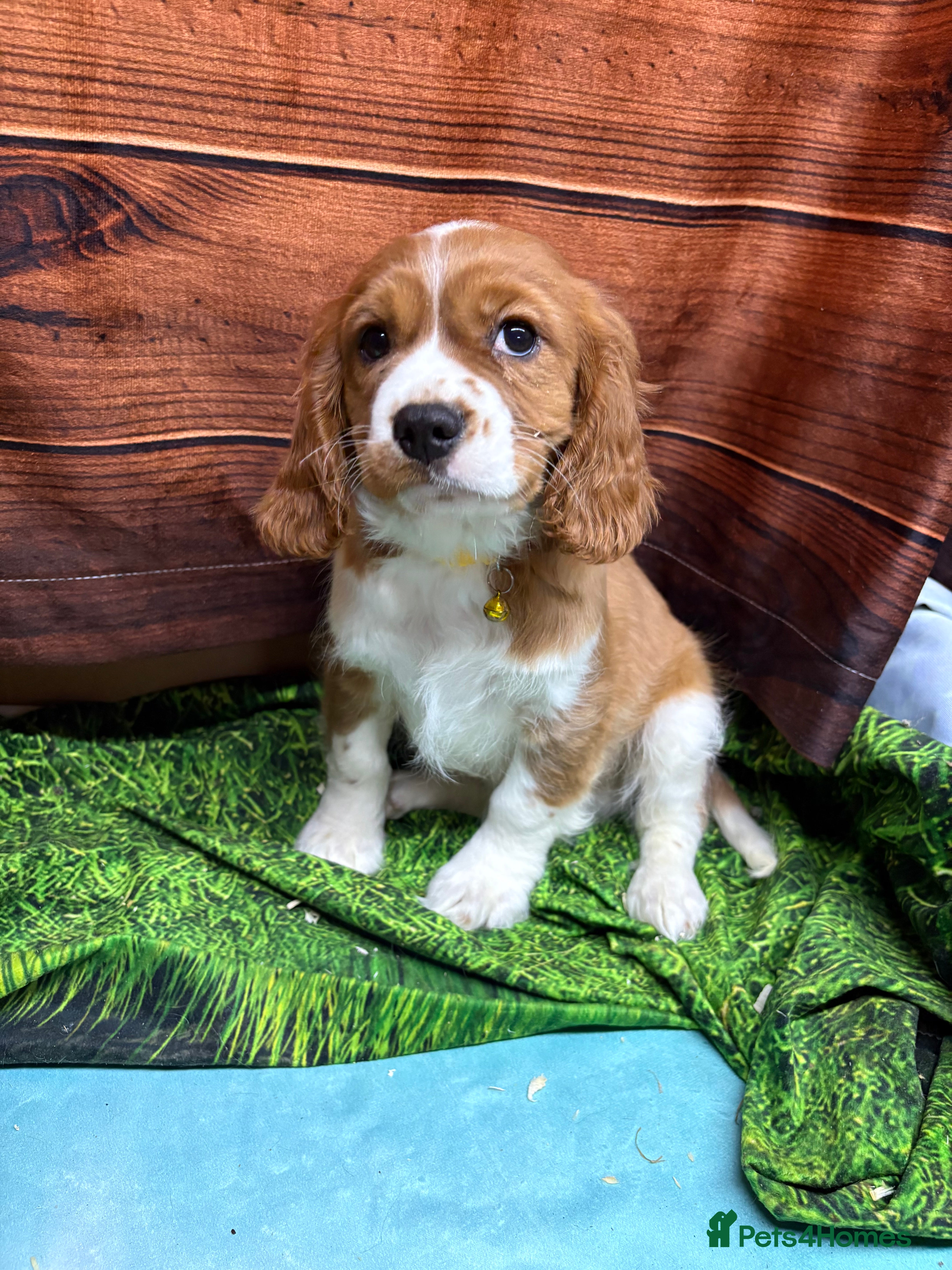 Cavalier King Charles Spaniel dogs Adorable Cavalier King Charles Spaniel Boys - Advert 1