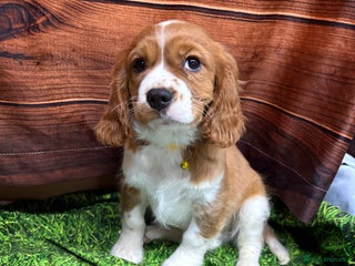 Cavalier King Charles Spaniel dogs Adorable Cavalier King Charles Spaniel Boys - Advert 1