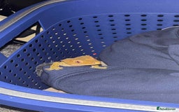 Gecko reptiles for sale: Crested geckos - Advert 11