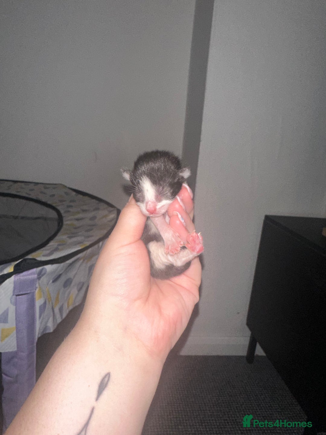 Mixed Breed cats for sale: Half sphinx and half short haired kittens  - Image 3