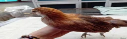Chickens poultry for sale: Bearded Serama Trio for Loving Home - Advert 11