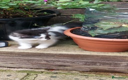 British Longhair cats for sale: ❤️Urgent 2 lovely sweet kitten left - Image 11