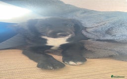 Mixed Breed dogs for sale: Cockapoo x springer spaniel - Image 4