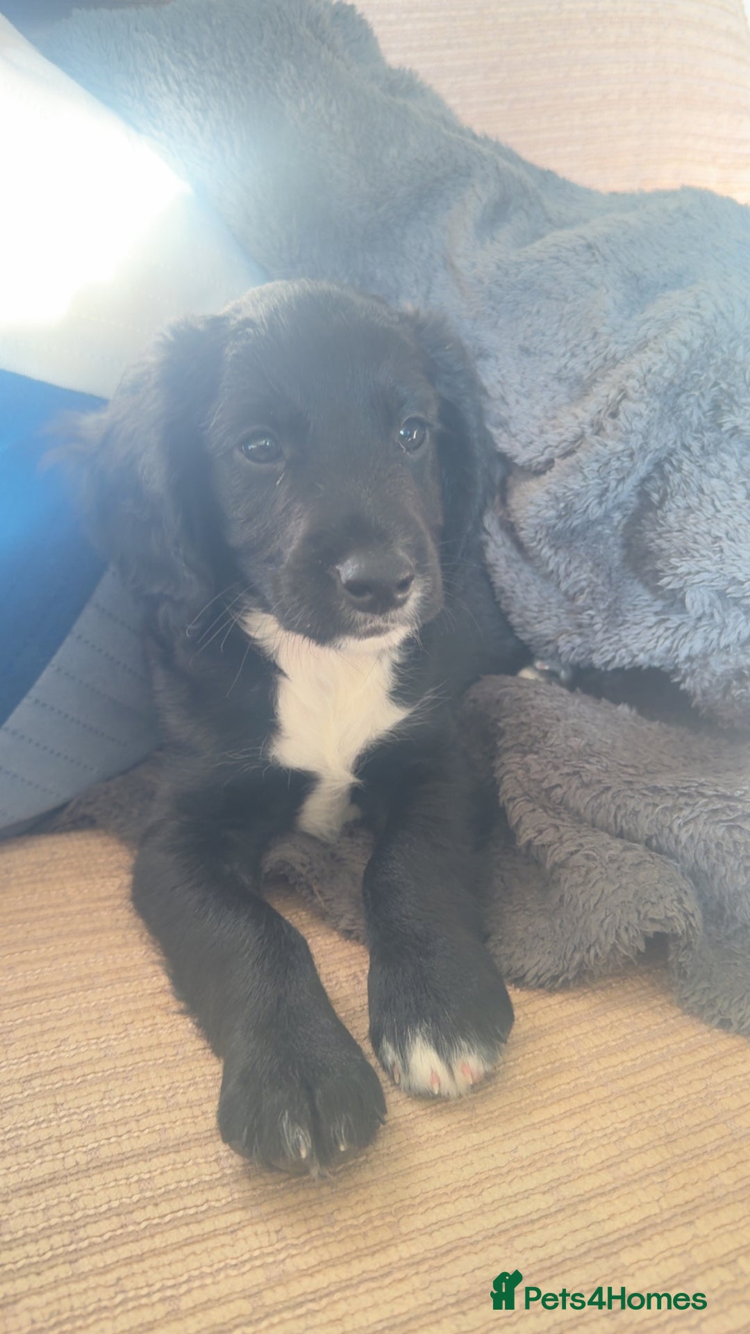 Mixed Breed dogs for sale: Cockapoo x springer spaniel - Image 4