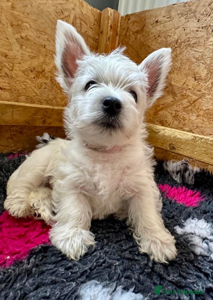 West Highland Terrier dogs And then there was one….Beautiful KC reg Westies - Advert 5