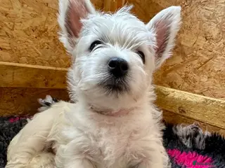 West Highland Terrier dogs And then there was one….Beautiful KC reg Westies - Advert 3