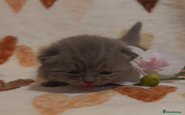 British Shorthair cats British ShortHair kittens Register GCCF  - Advert 1