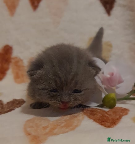 British Shorthair cats British ShortHair kittens Register GCCF - Advert 5