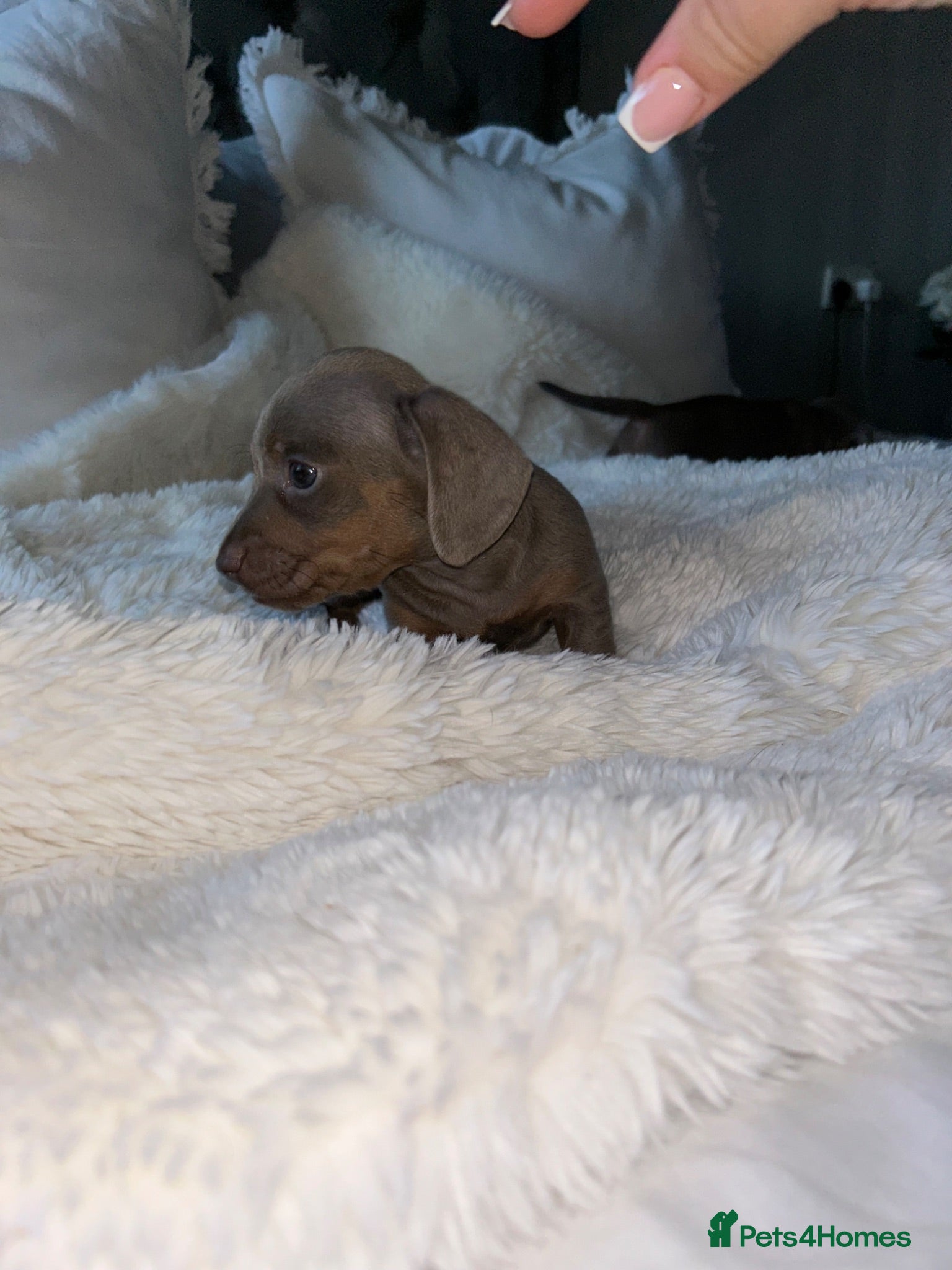 Miniature Dachshund dogs Beautiful miniature dachshund babies  - Advert 7