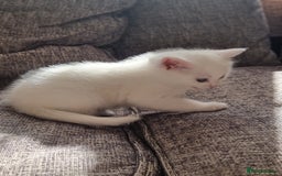Domestic Shorthair cats for sale: Kittens for sale  - Image 5